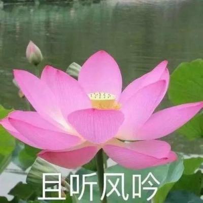 新春走基层丨山东青州：新农人“触网”卖花忙